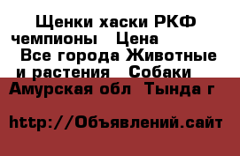 Щенки хаски РКФ чемпионы › Цена ­ 90 000 - Все города Животные и растения » Собаки   . Амурская обл.,Тында г.